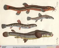 An illustration from (Band 9) (1816)