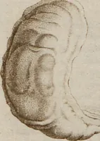 Picture 49 of 139 from (Band 10) (1821), leaf 111