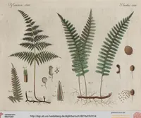 Picture 51 of 139 from (Band 10) (1821), leaf 114