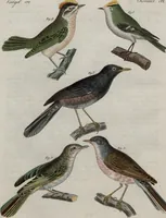 An illustration from (Band 10) (1821)
