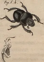 An illustration from (Band 10) (1821)