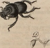 An illustration from (Band 10) (1821)