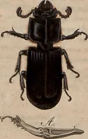 An illustration from (Band 10) (1821)