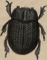 An illustration from (Band 10) (1821)