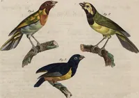 An illustration from (Band 10) (1821)