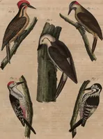An illustration from (Band 10) (1821)