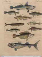 An illustration from (Band 10) (1821)