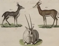 An illustration from (Band 10) (1821)