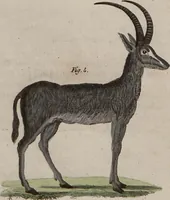 An illustration from (Band 10) (1821)