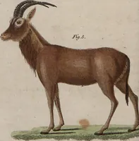 An illustration from (Band 10) (1821)