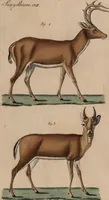 An illustration from (Band 10) (1821)