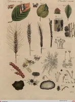 An illustration from (Band 10) (1821)