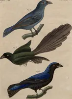 An illustration from (Band 10) (1821)