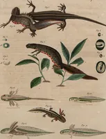 An illustration from (Band 10) (1821)