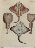 An illustration from (Band 10) (1821)