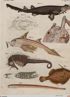 An illustration from (Band 10) (1821)