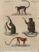 An illustration from (Band 10) (1821)