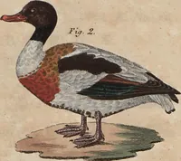An illustration from (Band 10) (1821)