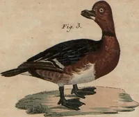 An illustration from (Band 10) (1821)
