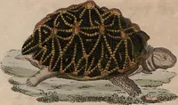 Picture 105 of 139 from (Band 10) (1821), leaf 229