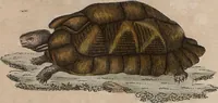 Picture 106 of 139 from (Band 10) (1821), leaf 229