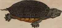 Picture 108 of 139 from (Band 10) (1821), leaf 229