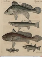 An illustration from (Band 10) (1821)