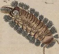 An illustration from (Band 10) (1821)