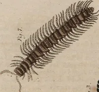 An illustration from (Band 10) (1821)