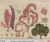 An illustration from (Band 10) (1821)