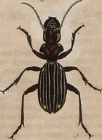 An illustration from (Band 10) (1821)