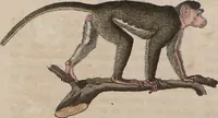 An illustration from (Band 10) (1821)