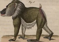 An illustration from (Band 10) (1821)