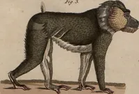 An illustration from (Band 10) (1821)