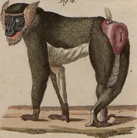 An illustration from (Band 10) (1821)