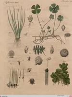An illustration from (Band 10) (1821)