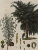 An illustration from (Band 10) (1821)
