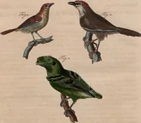 An illustration from (Band 10) (1821)