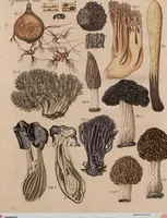 An illustration from (Band 10) (1821)