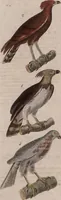 An illustration from (Band 10) (1821)