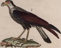 An illustration from (Band 10) (1821)