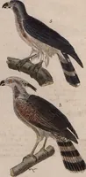 An illustration from (Band 10) (1821)