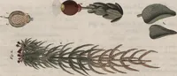 An illustration from (Band 10) (1821)