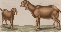 An illustration from (Band 10) (1821)