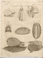 Picture 54 of 155 from (Band 11) (1824), leaf 109