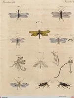 Picture 58 of 155 from (Band 11) (1824), leaf 121