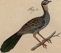 Picture 89 of 155 from (Band 11) (1824), leaf 184