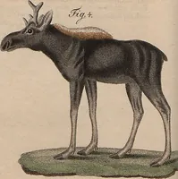 An illustration from (Band 11) (1824)