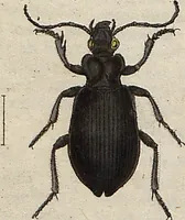 Picture 11 of 155 from (Band 11) (1824), leaf 24