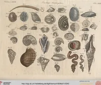 Picture 124 of 155 from (Band 11) (1824), leaf 242